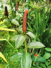 Costus woodsonii