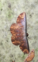 Oenoptila violacearia