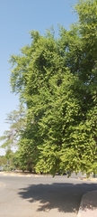 Ziziphus jujuba