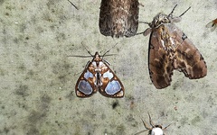 Glyphodes grandisalis