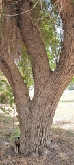 Ziziphus jujuba