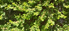 Ziziphus jujuba