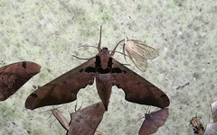 Adhemarius sexoculata