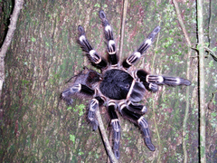 Acanthoscurria geniculata