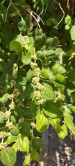 Ziziphus jujuba