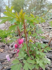 Lamprocapnos spectabilis
