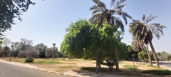 Ziziphus jujuba