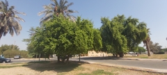 Ziziphus jujuba