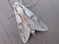 Sphinx morio arestus