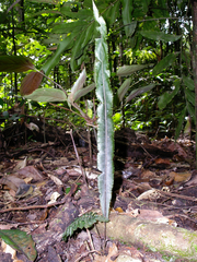 Trichomanes vittaria