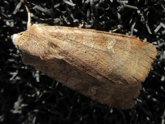 Diarsia canescens
