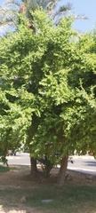 Ziziphus jujuba