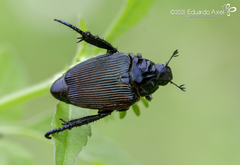 Strigoderma sulcipennis