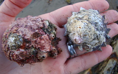 Astraea heliotropium
