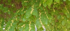 Ziziphus jujuba