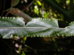 Trichomanes vittaria