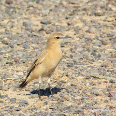 Oenanthe isabellina