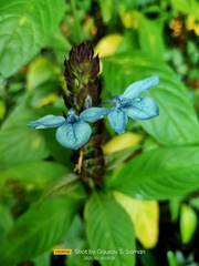 Ecbolium ligustrinum