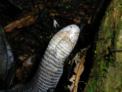Amphisbaena fuliginosa amazonica