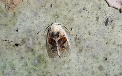 Arrhenophanes perspicilla