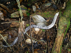 Amphisbaena fuliginosa amazonica