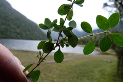 Coprosma ciliata