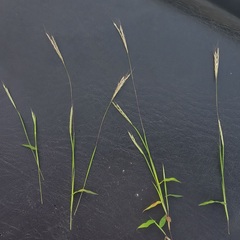 Arthraxon lancifolius