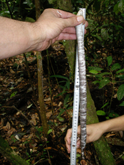 Amphisbaena fuliginosa amazonica