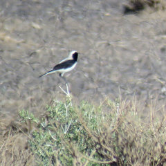 Oenanthe finschii