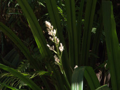 Helmholtzia glaberrima