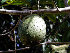 Annona montana