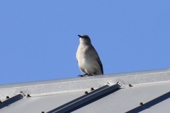 Mimus polyglottos image