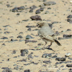 Ammomanes cinctura