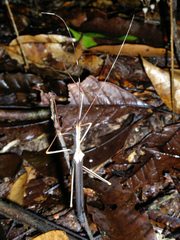 Pseudophasma cambridgei