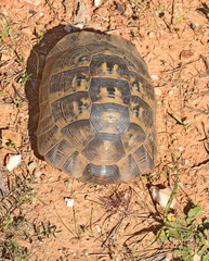 Testudo graeca