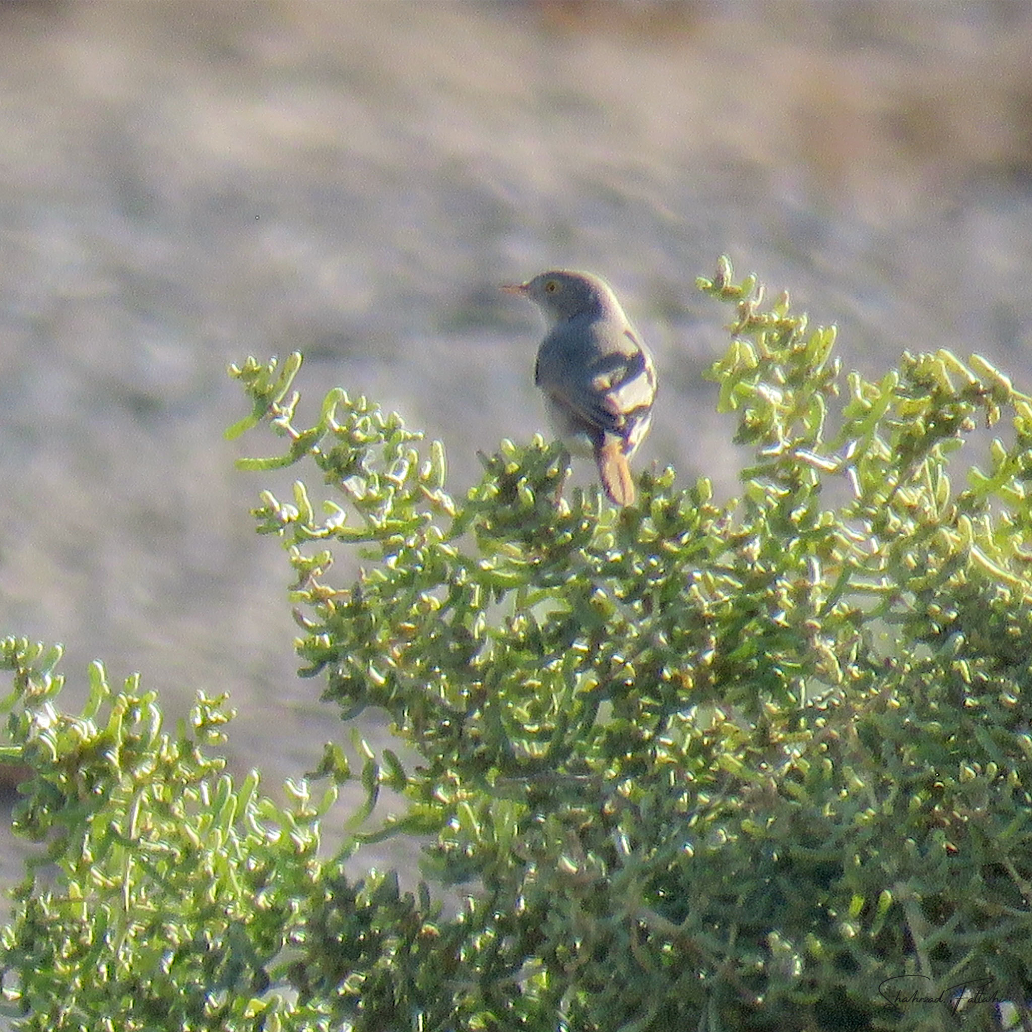 Asian Desert Warbler