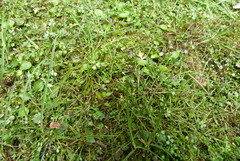 Schoenus maschalinus