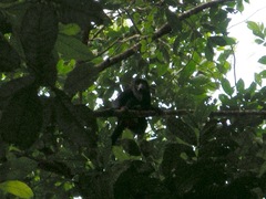 Alouatta discolor