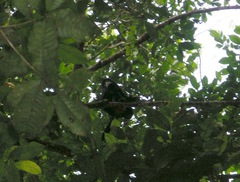 Alouatta discolor