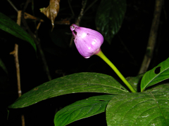 Palicourea urceolata