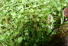 Schoenus maschalinus