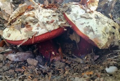 Rubroboletus rhodoxanthus