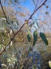 Elaeagnus angustifolia