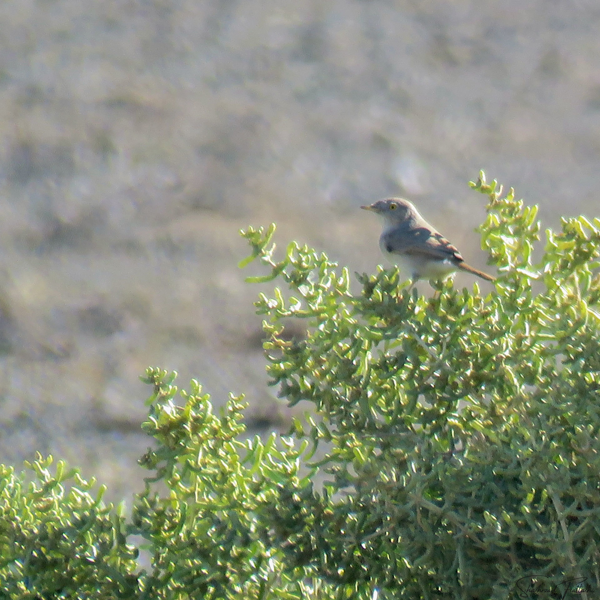 Asian Desert Warbler