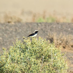 Oenanthe finschii