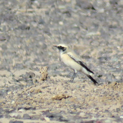 Oenanthe deserti