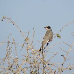 Hypocolius ampelinus