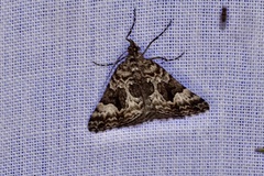 Dichromodes anelictis