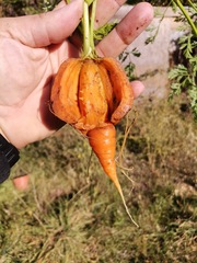 Daucus carota sativus