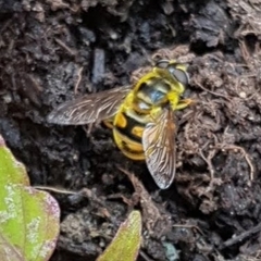 Myathropa florea
